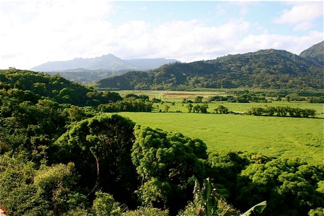 Hanalei Valley / buffalo pasture 1