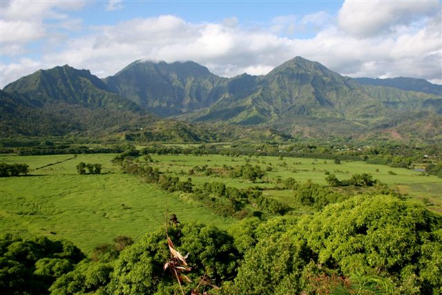 Hanalei Valley /
        buffalo pasture 2